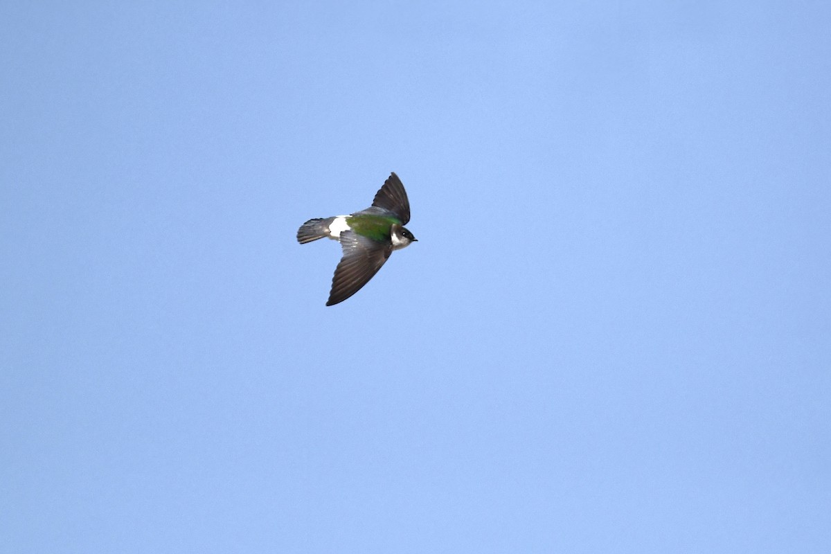 Violet-green Swallow - ML619062642