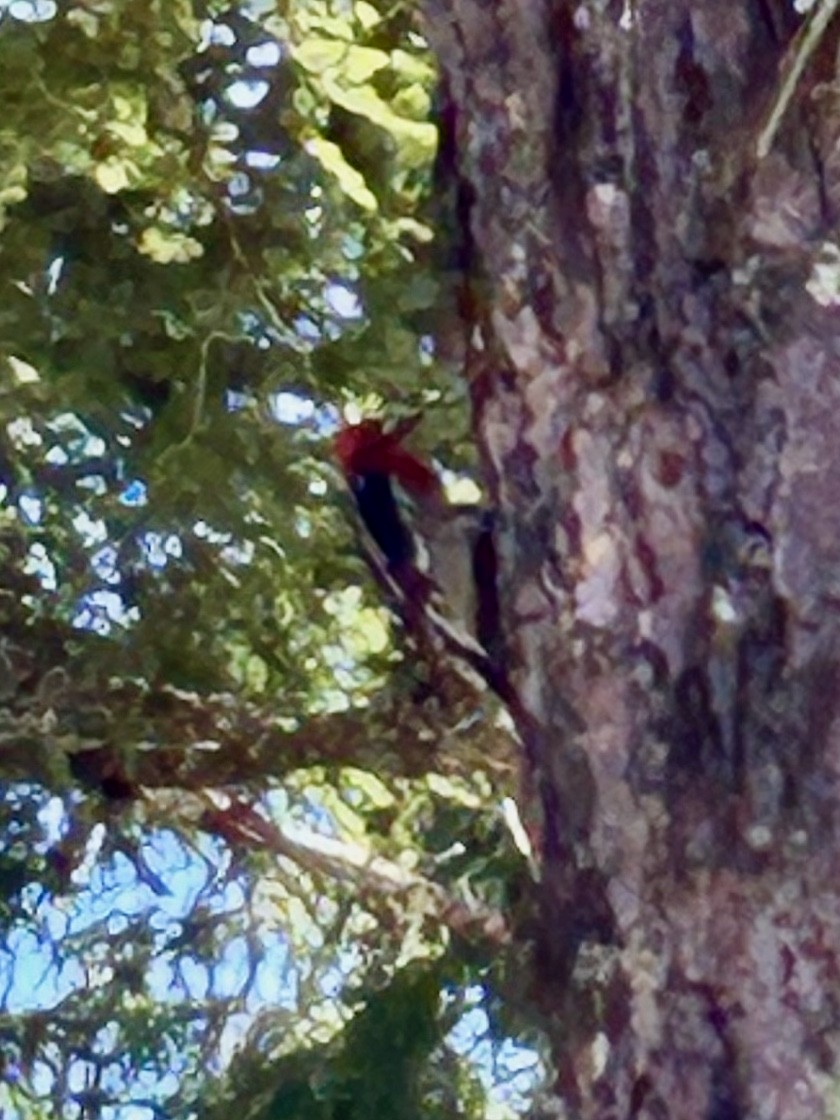Red-breasted Sapsucker - ML619062658