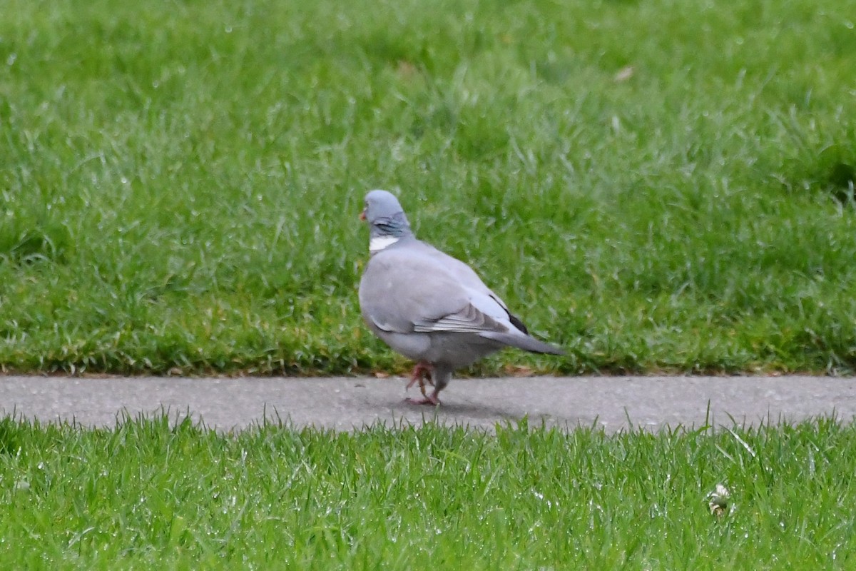 Pigeon ramier (groupe palumbus) - ML619062764
