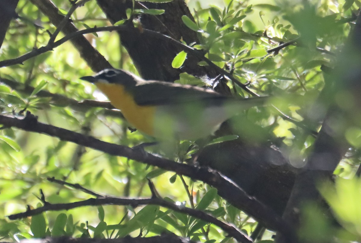Yellow-breasted Chat - ML619062788