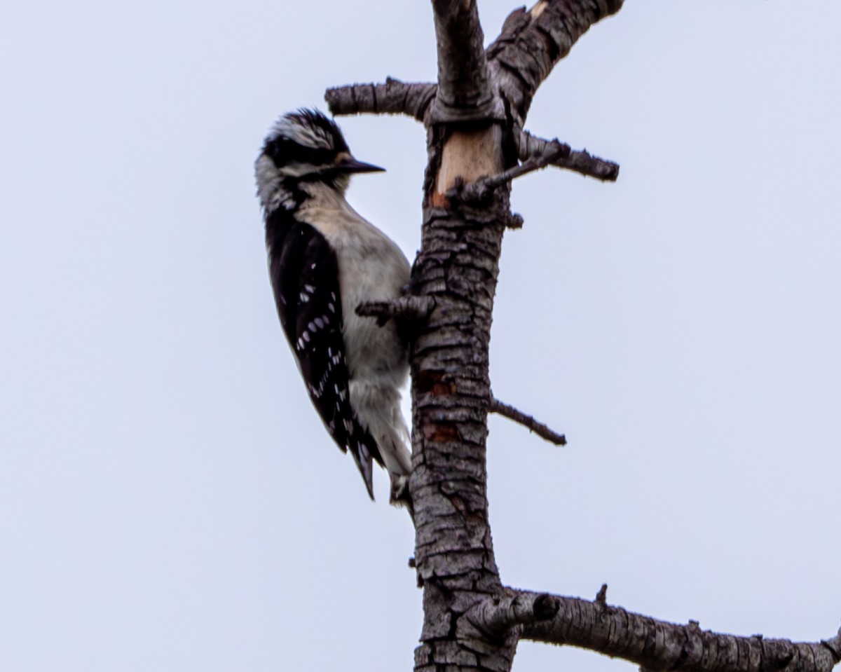 Downy Woodpecker - ML619062796