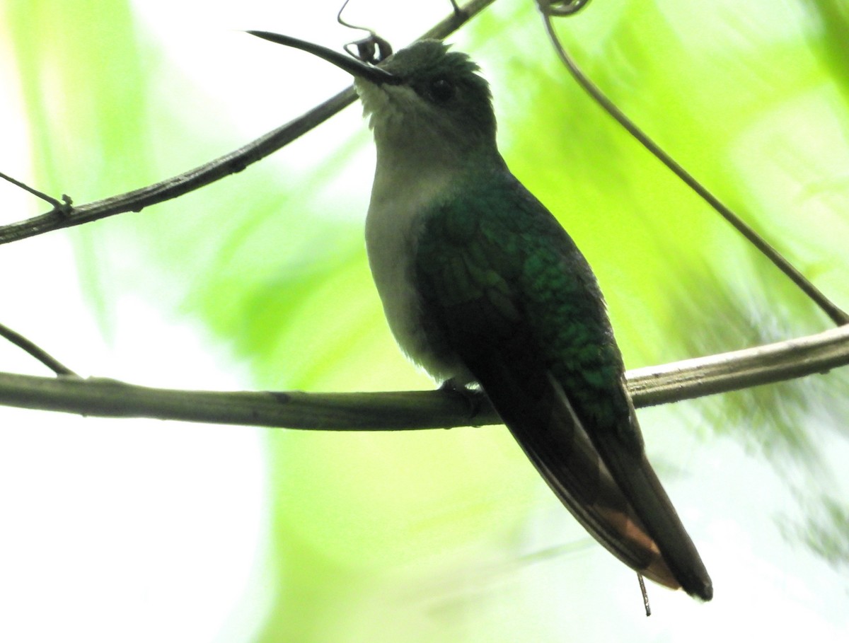 kolibřík bělořitý - ML619062802