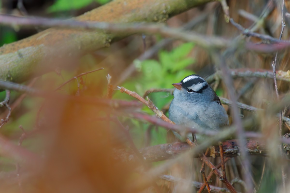 White-crowned Sparrow - ML619062872