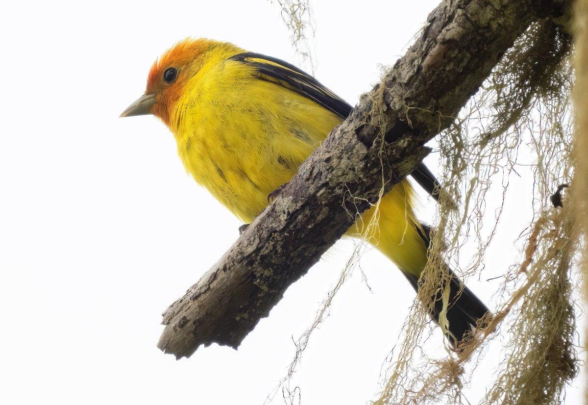 Western Tanager - ML619062901