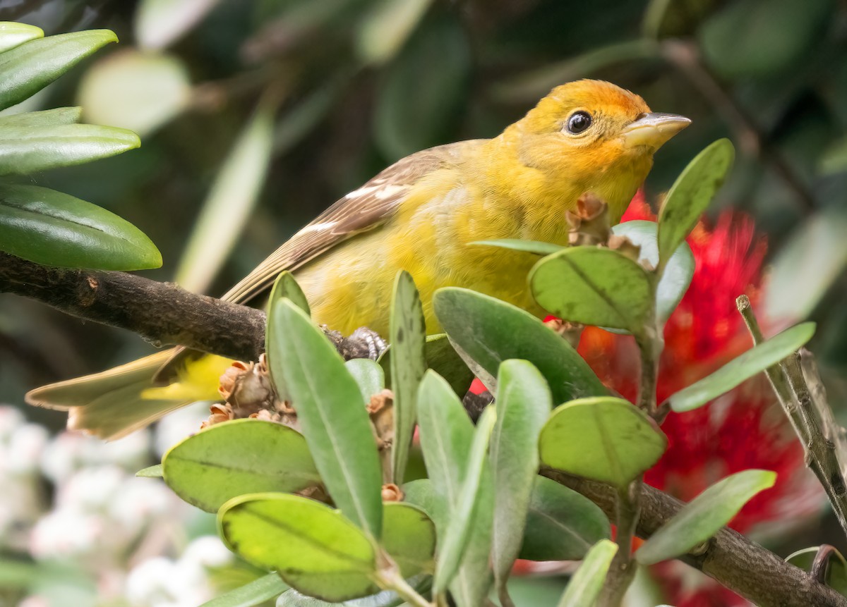 Western Tanager - ML619062902