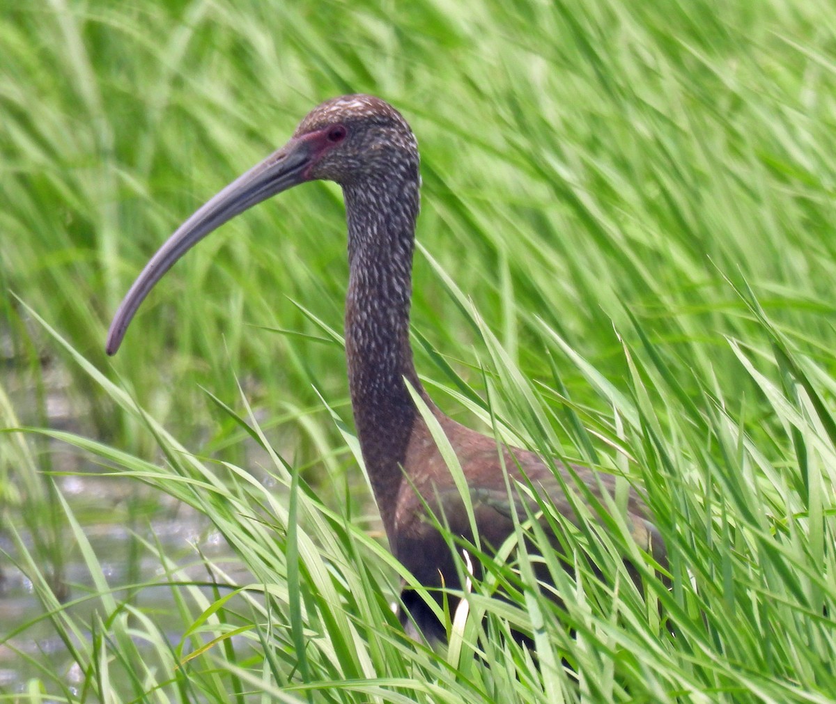 ibis americký - ML619062909