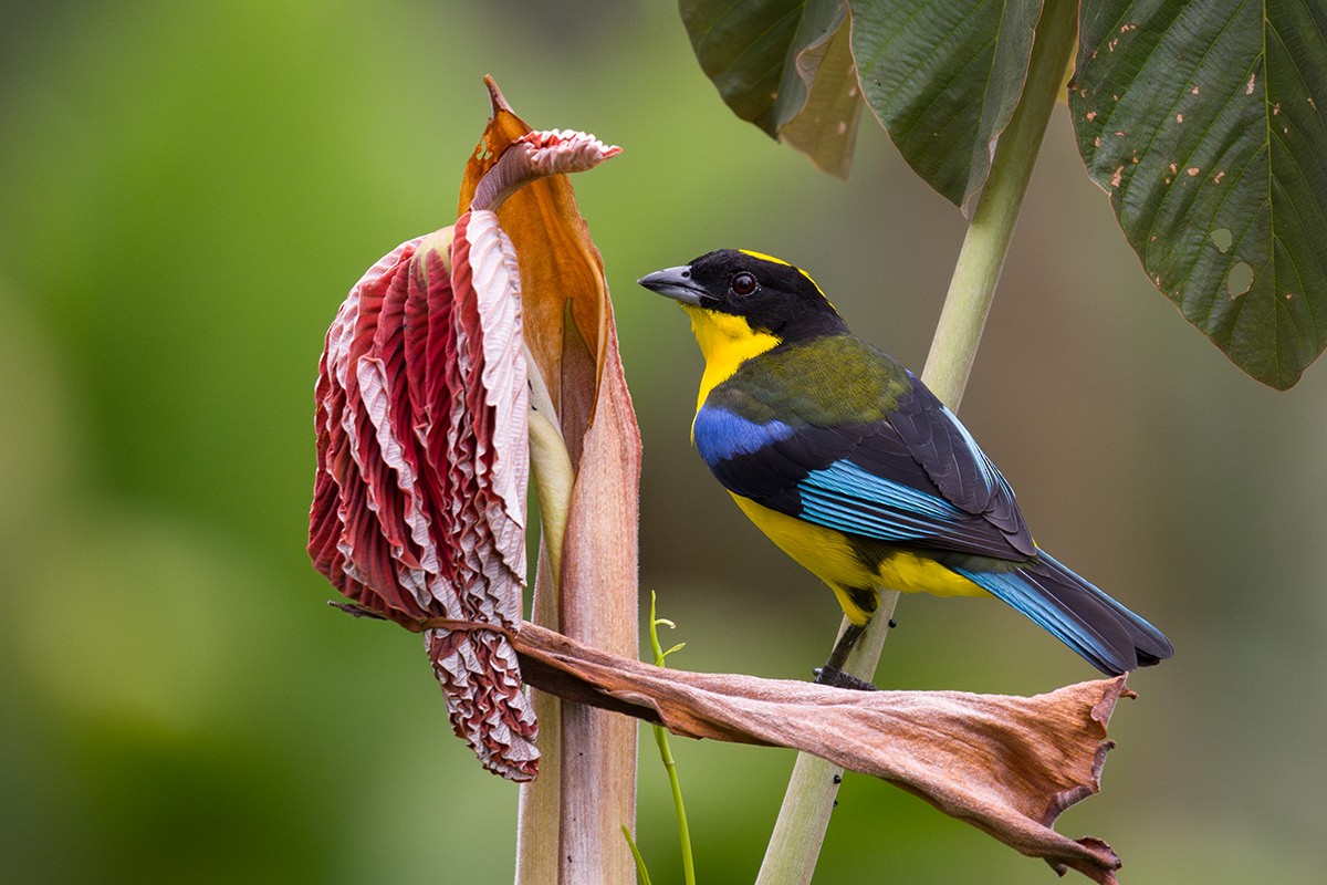 Blue-winged Mountain Tanager - ML619062975