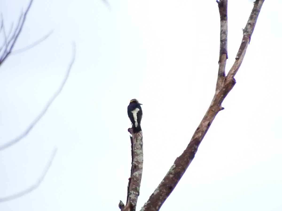 Yellow-tufted Woodpecker - ML619062981