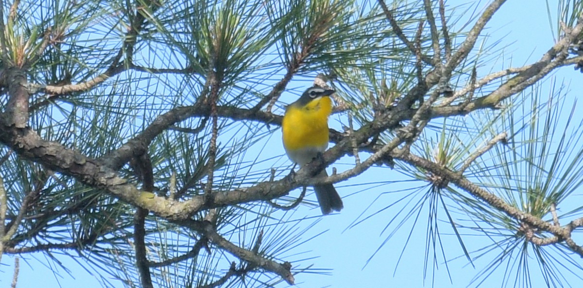 Yellow-breasted Chat - ML619062989