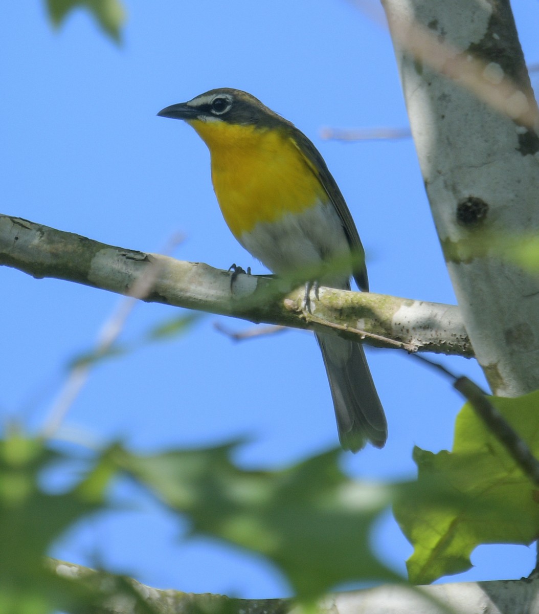 Yellow-breasted Chat - ML619062991