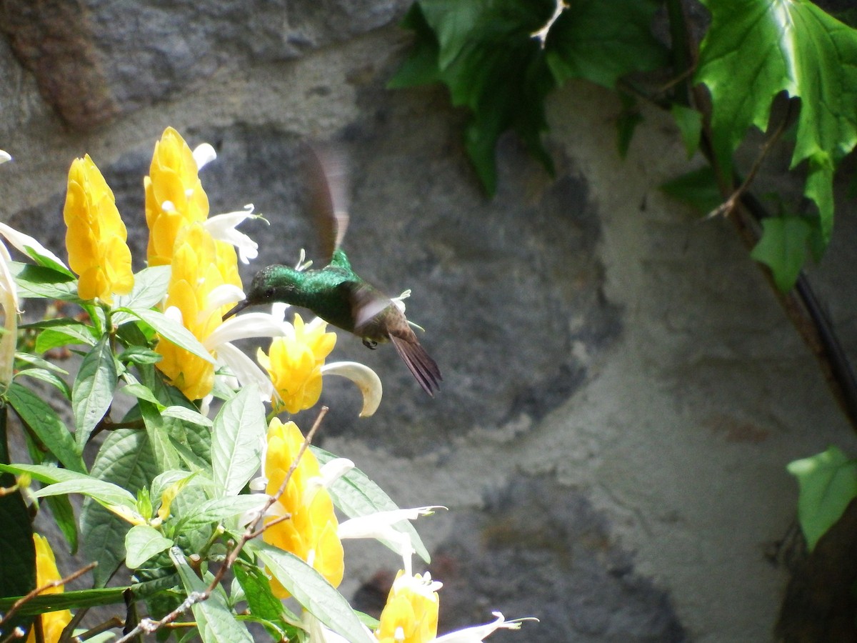 Green-bellied Hummingbird - ML619063037