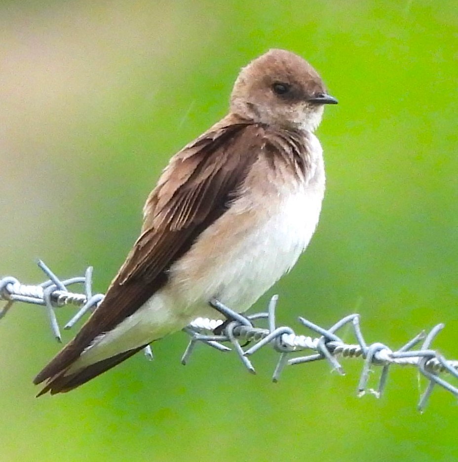 Northern Rough-winged Swallow - Paul McKenzie