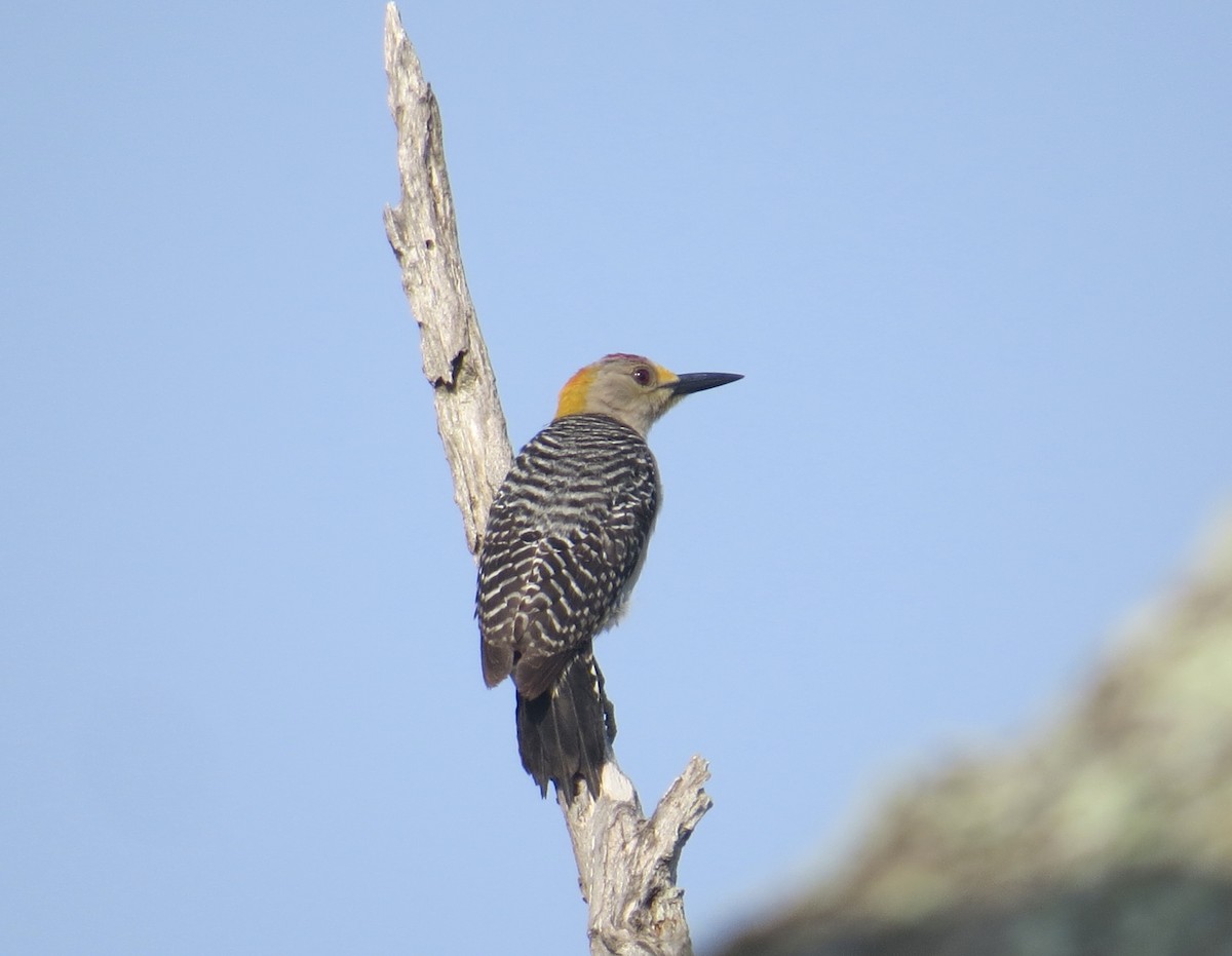 Golden-fronted Woodpecker - ML619063084