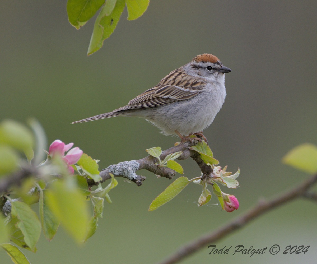 Chipping Sparrow - ML619063137
