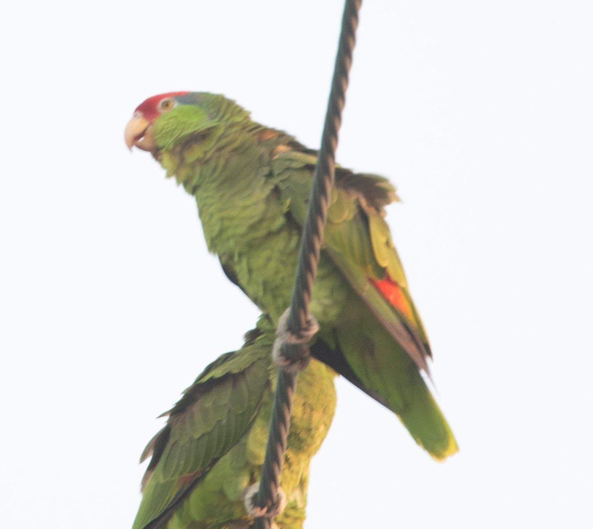 Red-crowned Parrot - ML619063212
