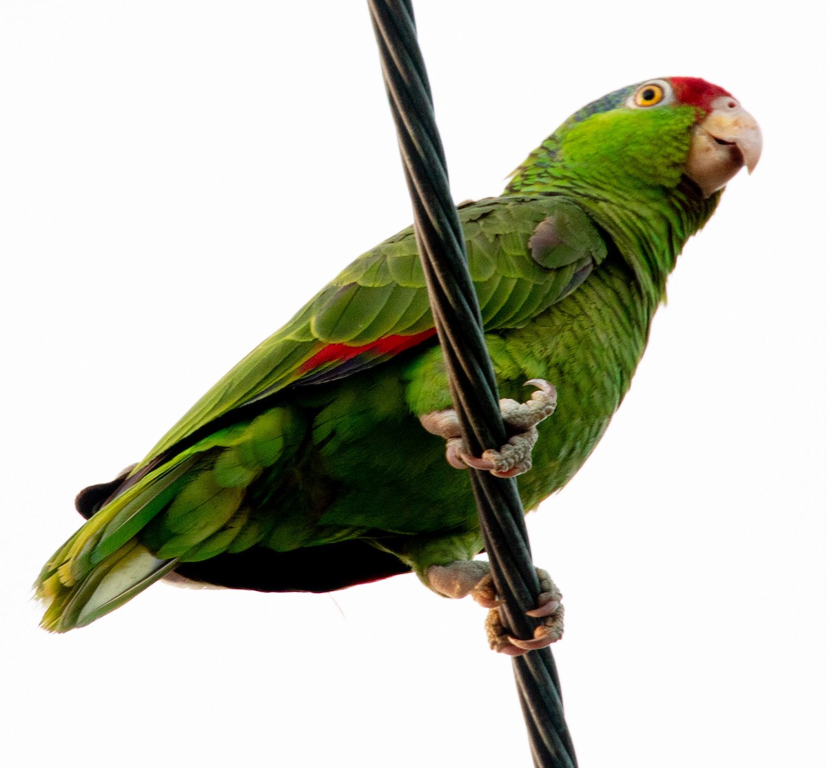 Red-crowned Parrot - ML619063213