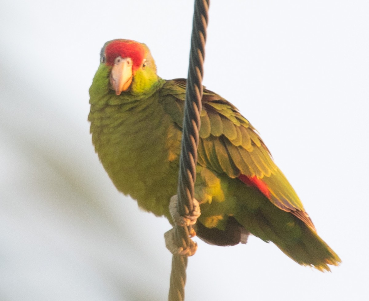 Red-crowned Parrot - ML619063214