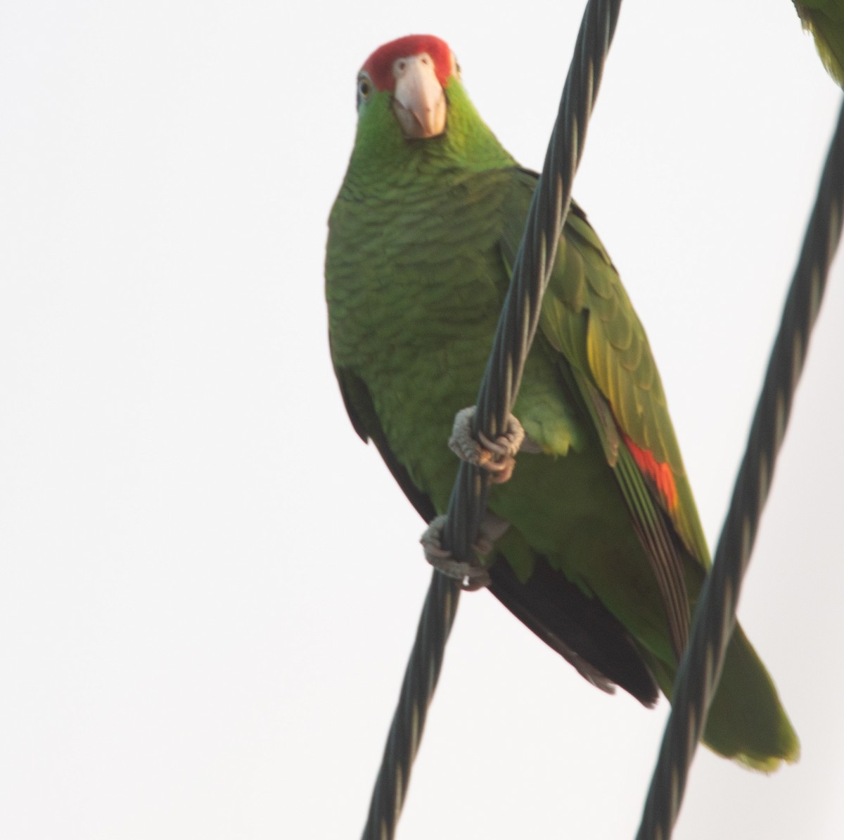 Red-crowned Parrot - ML619063215