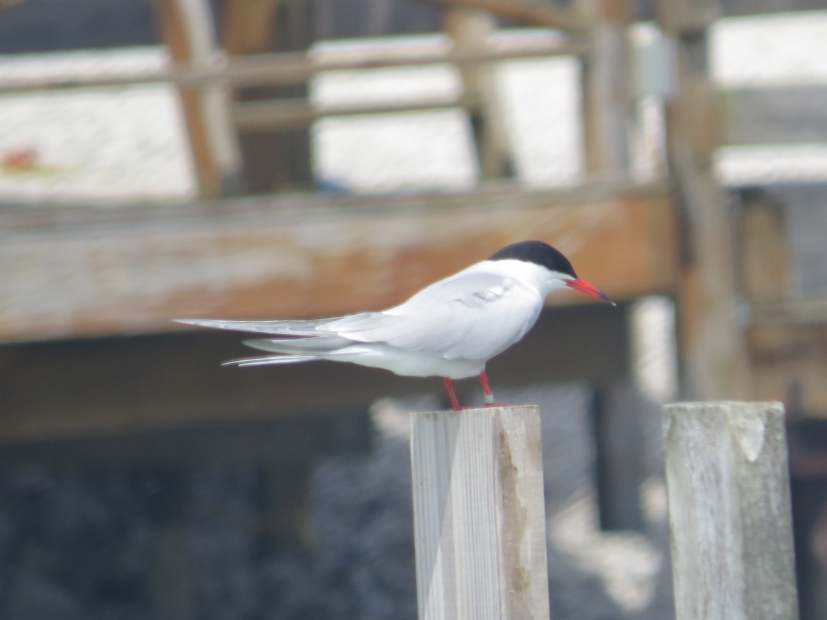 Common Tern - Ethan Maynard