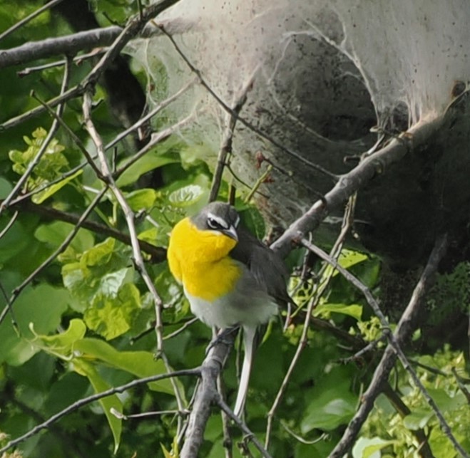 Yellow-breasted Chat - ML619063229