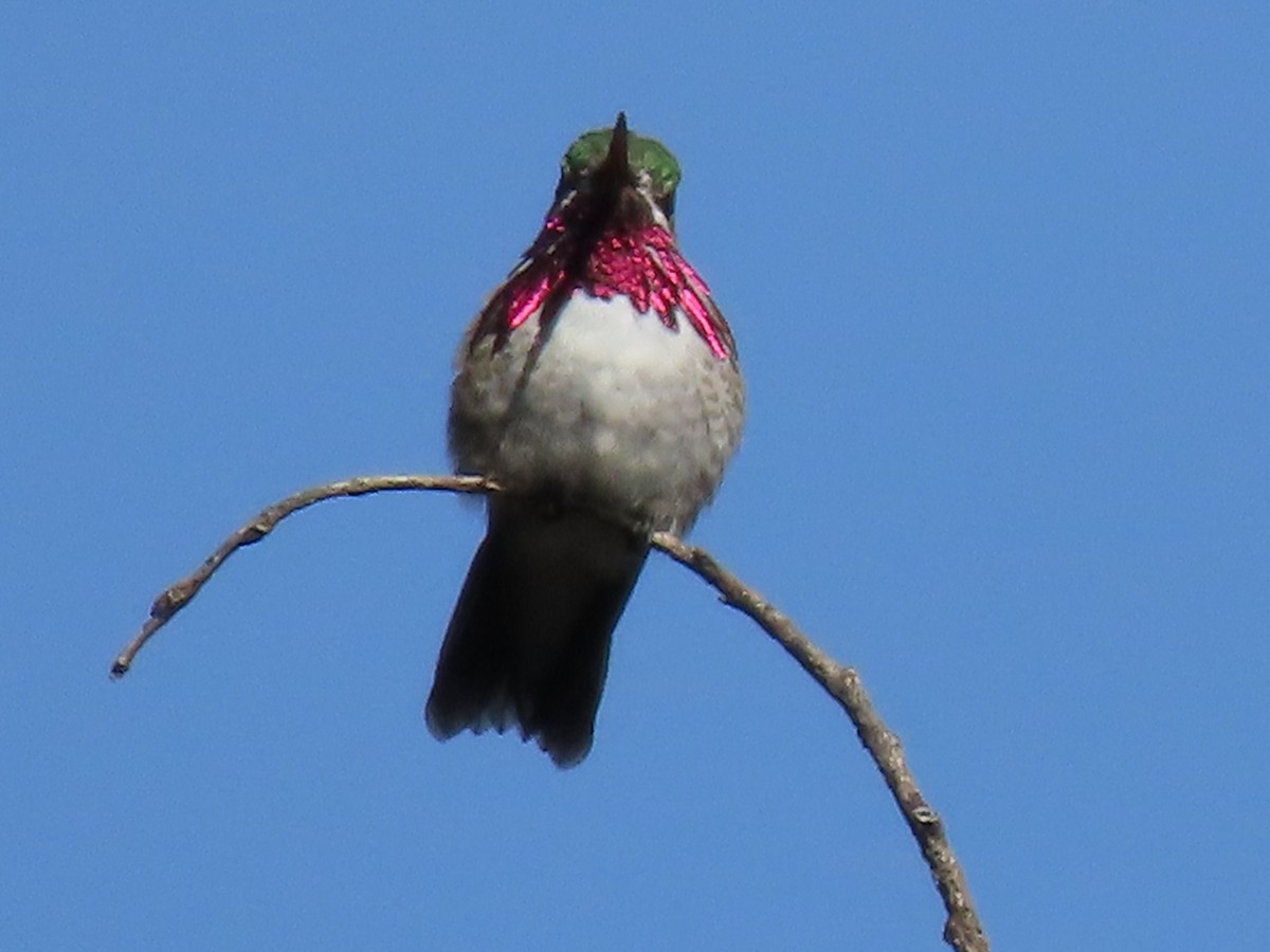 Calliope Hummingbird - ML619063257