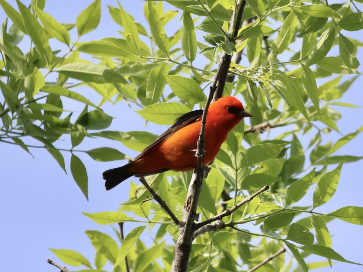 Scarlet Tanager - ML619063289