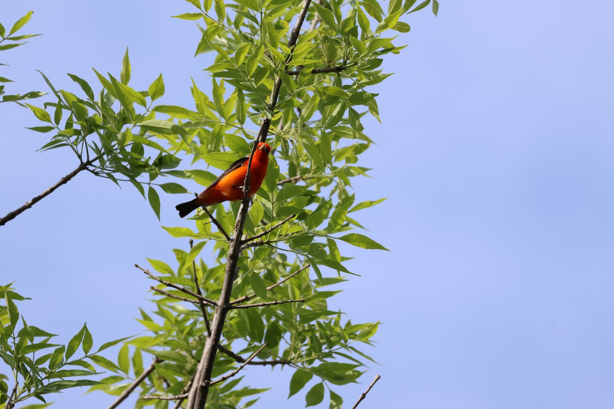 Scarlet Tanager - ML619063291