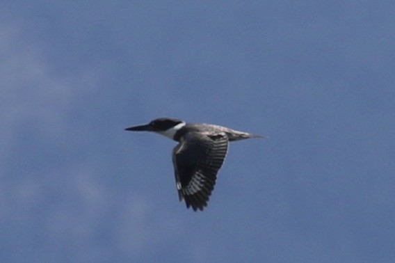 Belted Kingfisher - ML619063297