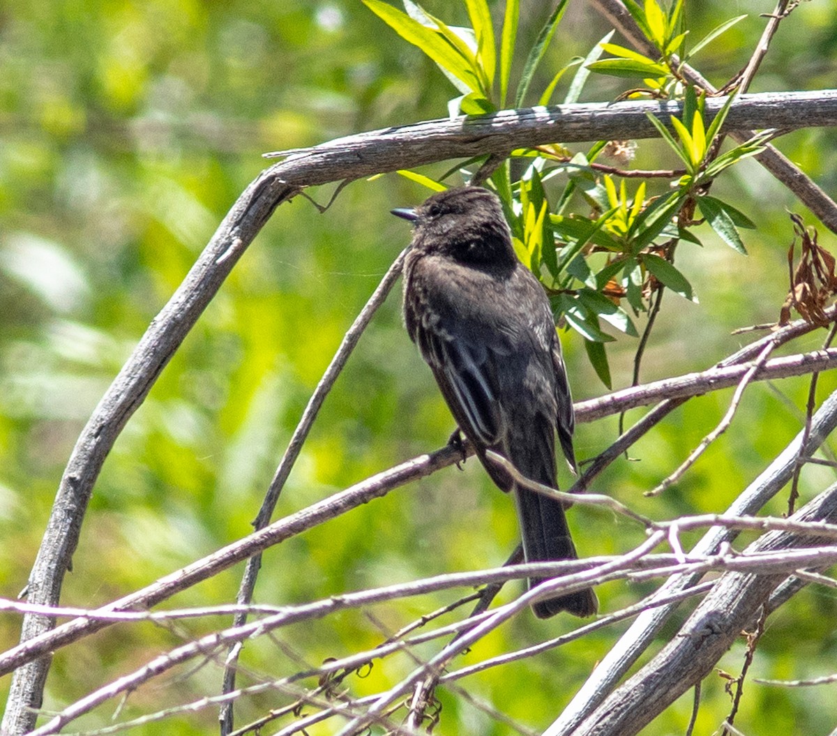 Black Phoebe - Mark and Holly Salvato