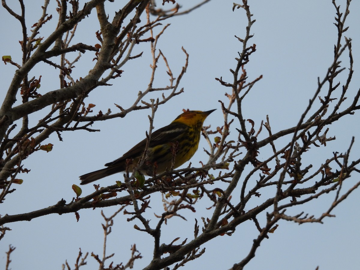 Cape May Warbler - ML619063324