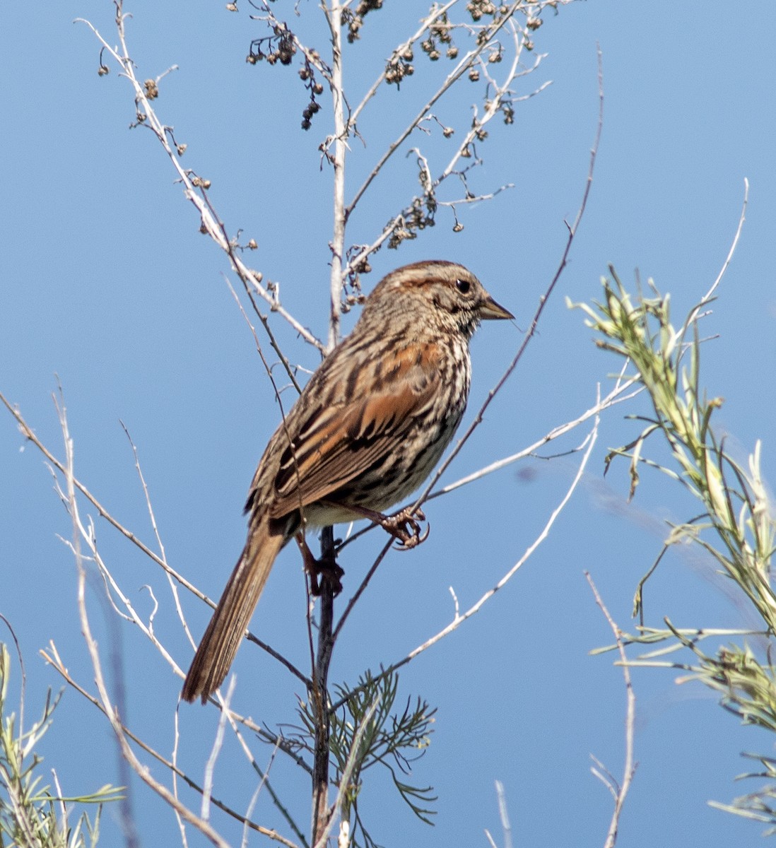 Song Sparrow - Mark and Holly Salvato