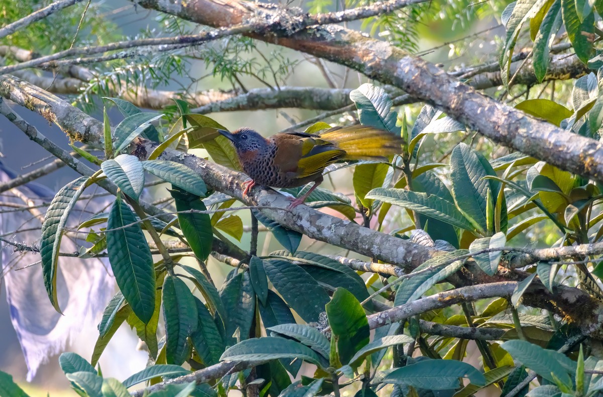 Chestnut-crowned Laughingthrush - ML619063372