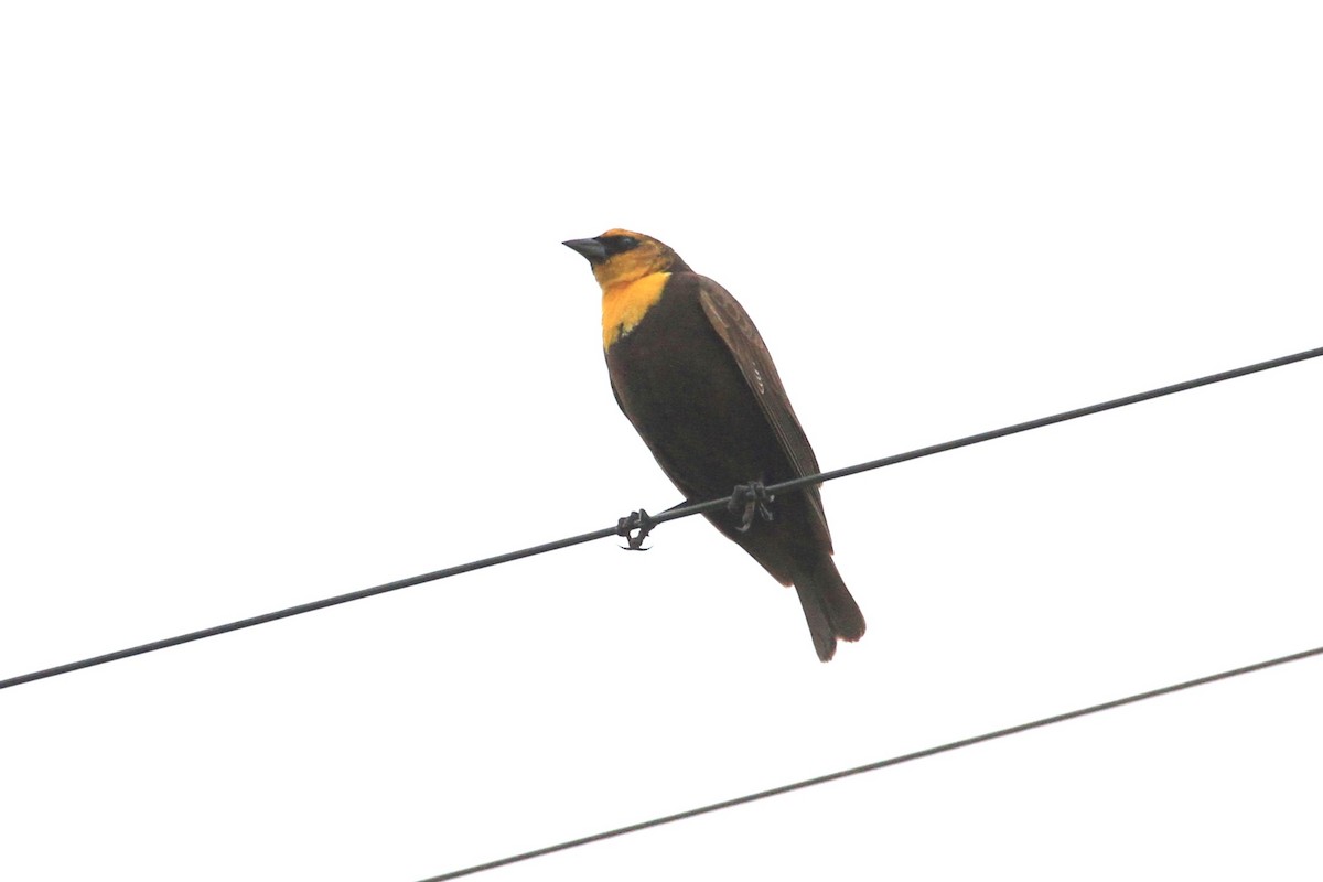 Yellow-headed Blackbird - Kent Forward