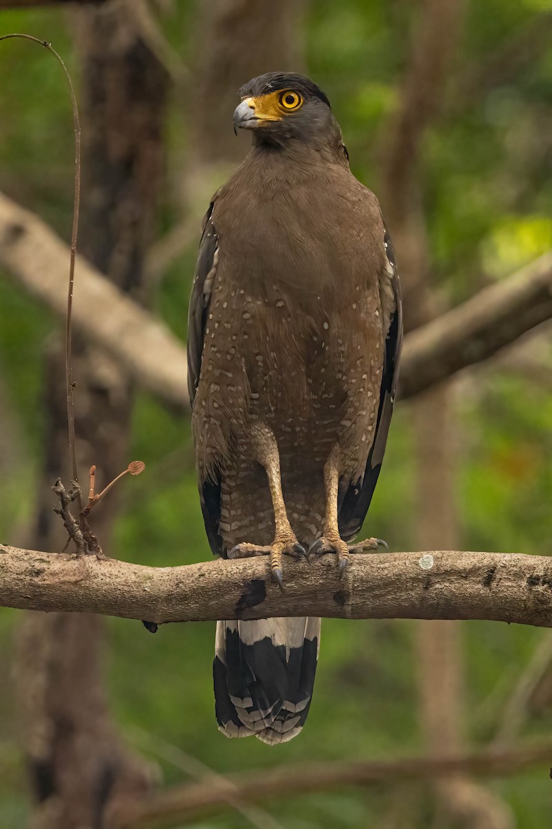 Crested Serpent-Eagle - ML619063387