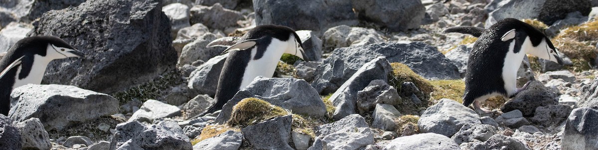 Антарктический пингвин - ML619063391