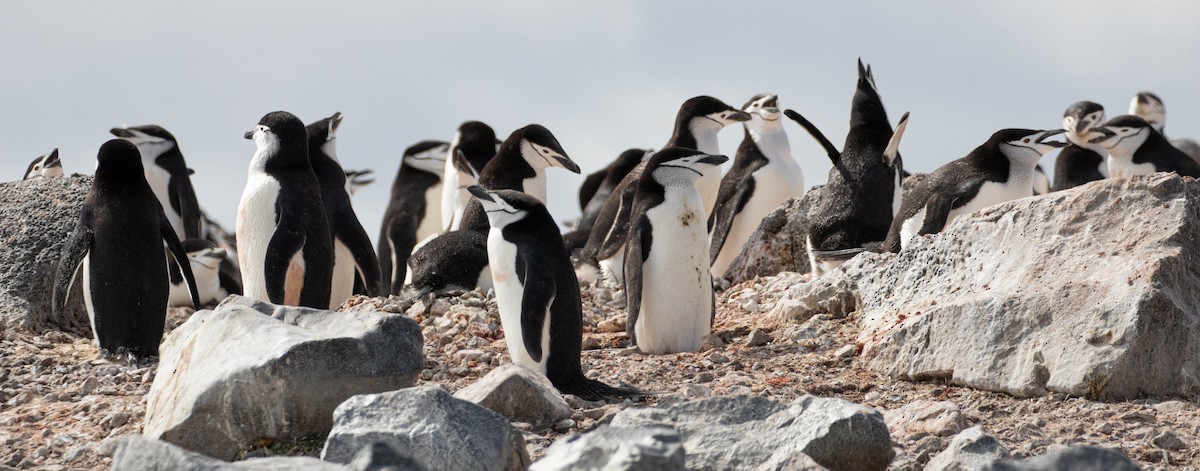 Пінгвін антарктичний - ML619063400