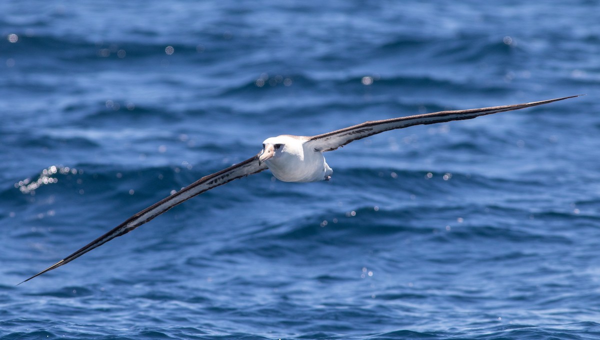albatros laysanský - ML619063406