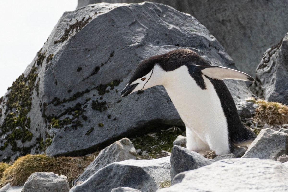 Антарктический пингвин - ML619063407