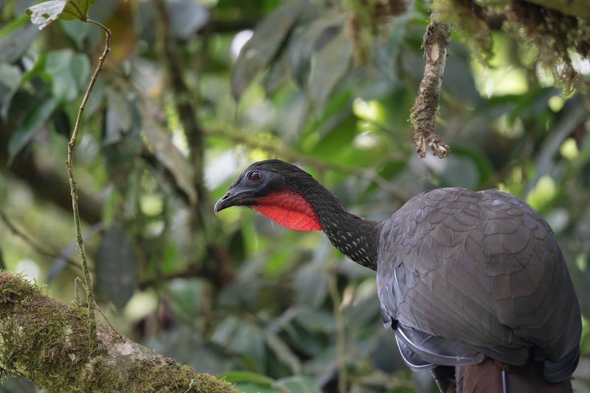 Crested Guan - ML619063450