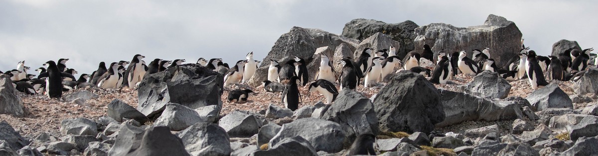 Пінгвін антарктичний - ML619063452