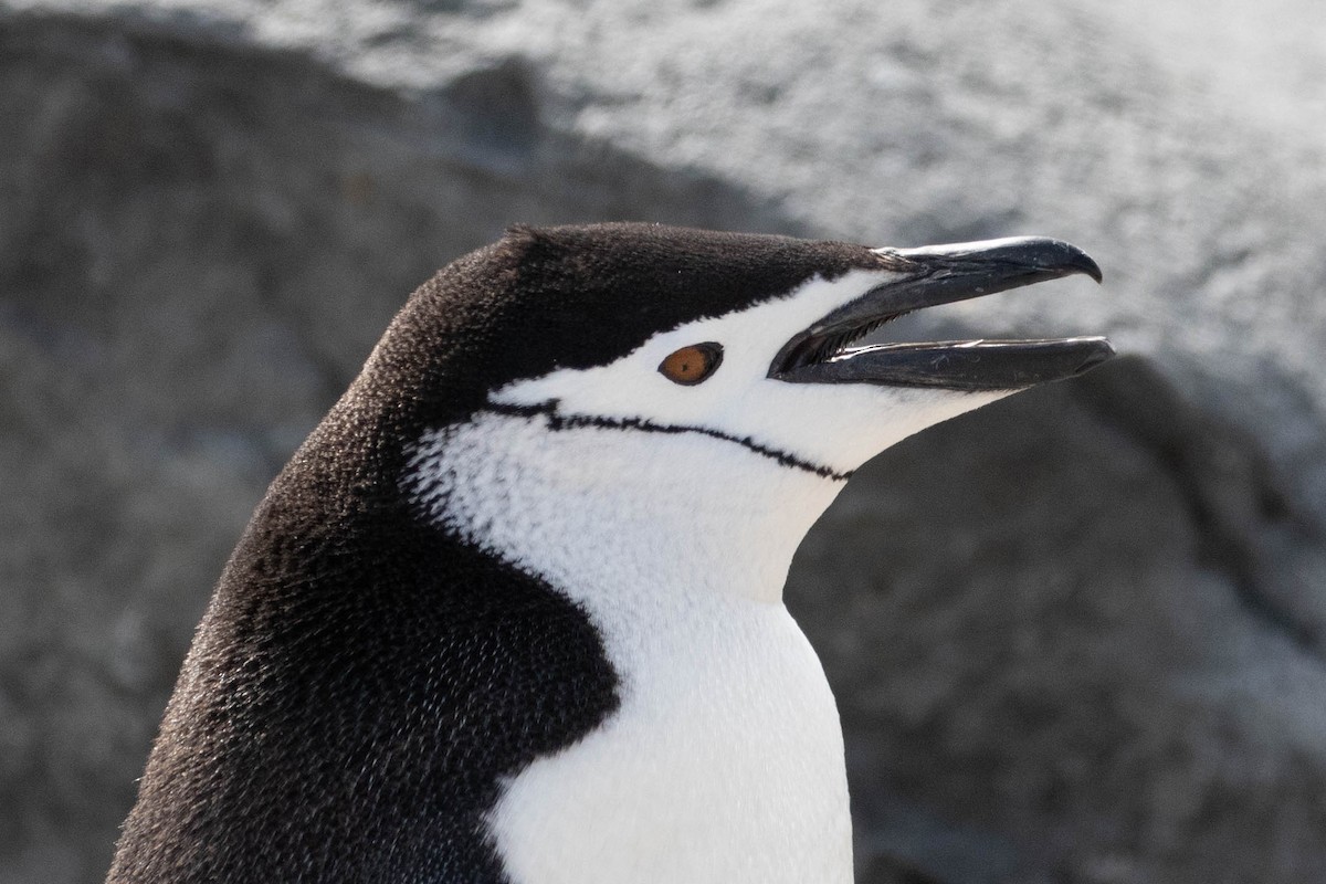 Пінгвін антарктичний - ML619063456
