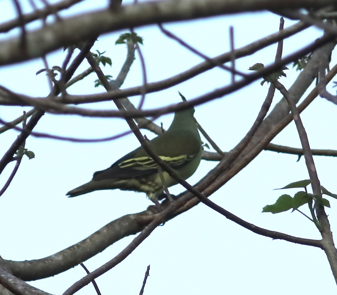 Gray-fronted Green-Pigeon - ML619063475
