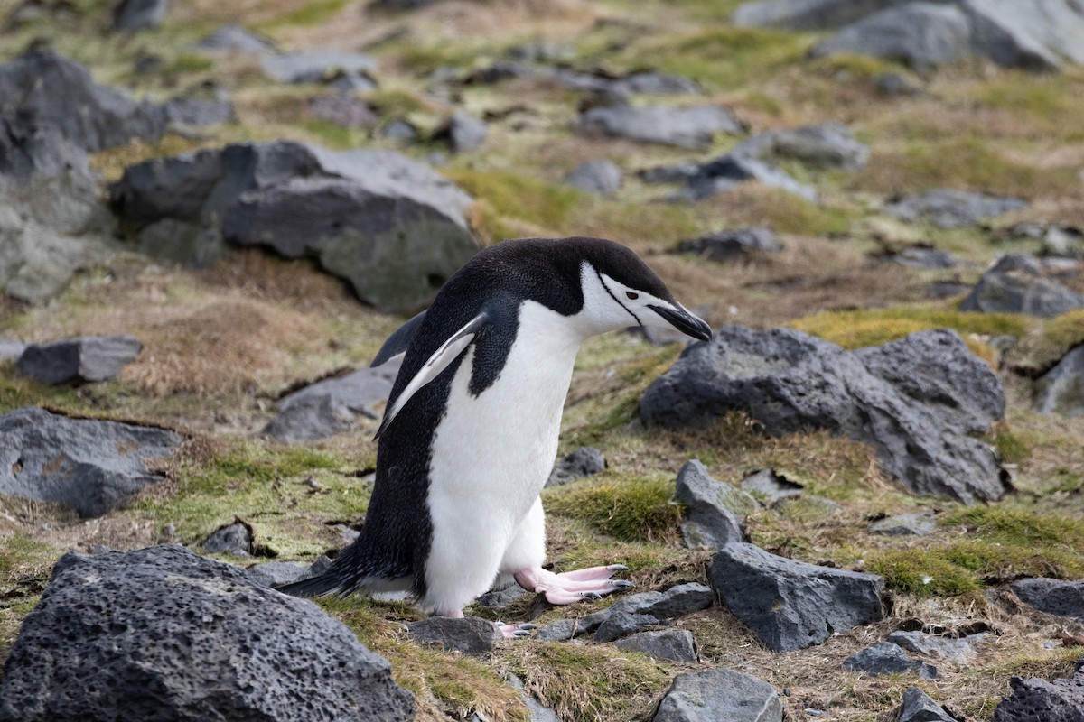 Антарктический пингвин - ML619063511