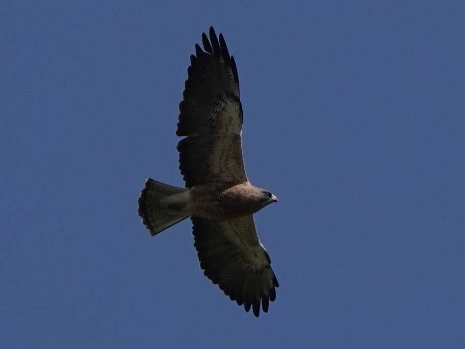 Swainson's Hawk - Mike Blancher