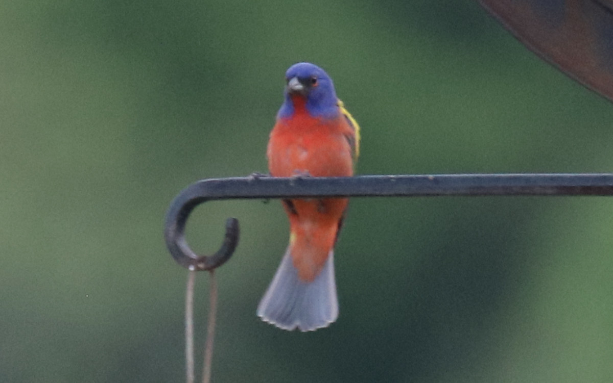 eBird Checklist 5 May 2024 stakeout Painted Bunting 2024 (private
