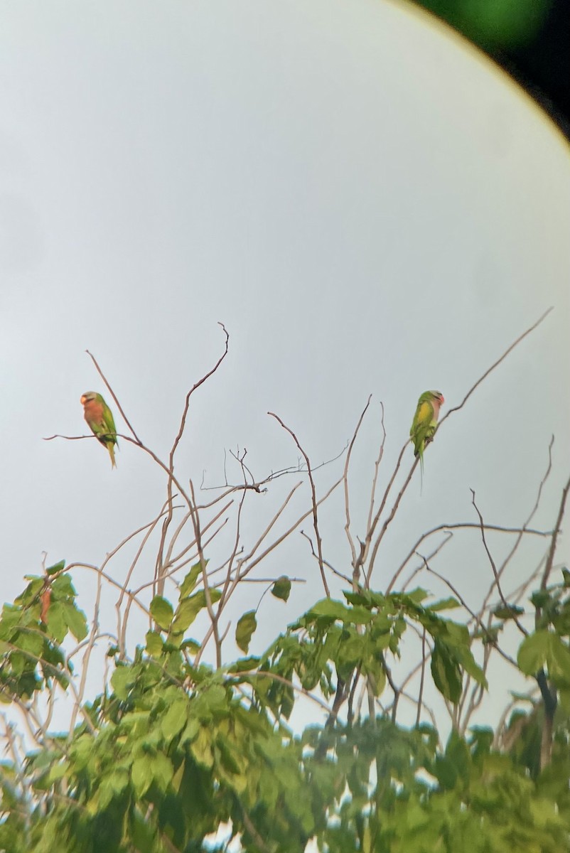 Red-breasted Parakeet - ML619063630