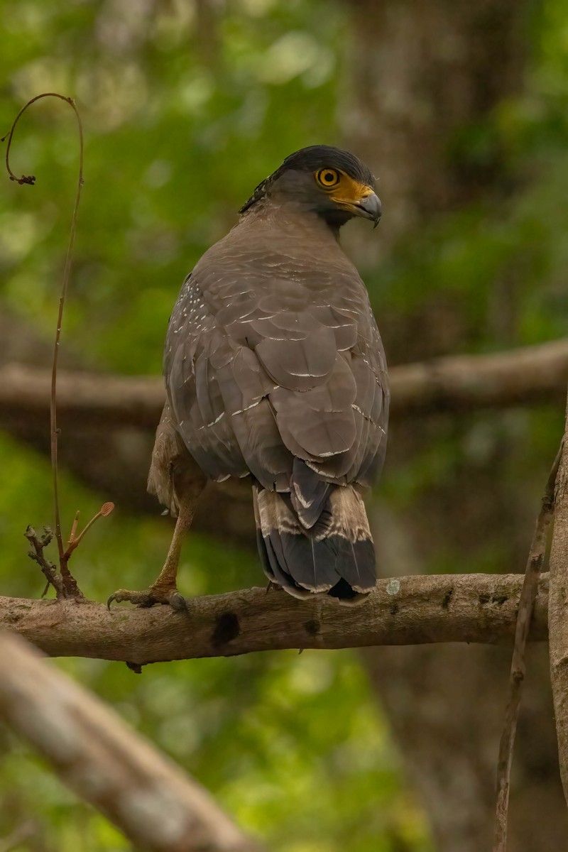 Crested Serpent-Eagle - ML619063632