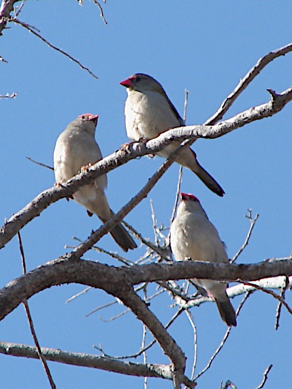 Red-browed Firetail - ML619063633