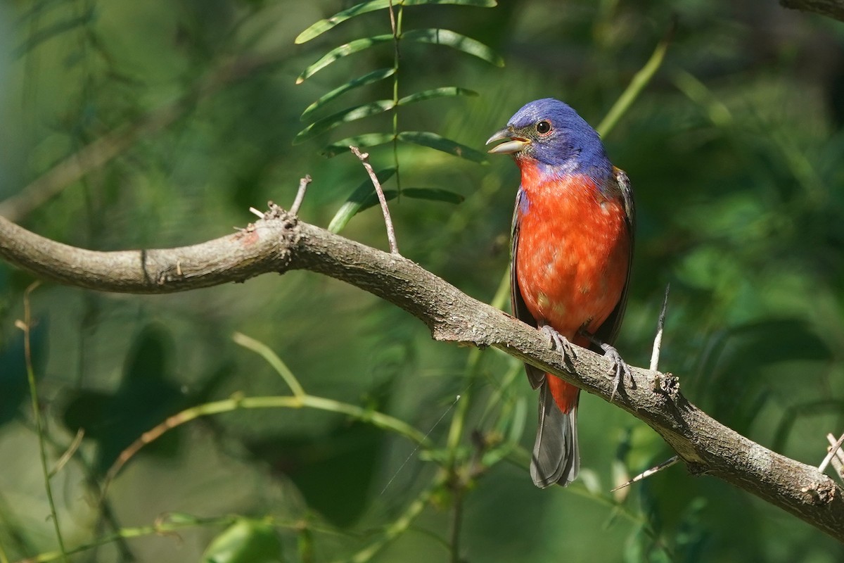 Painted Bunting - ML619063648