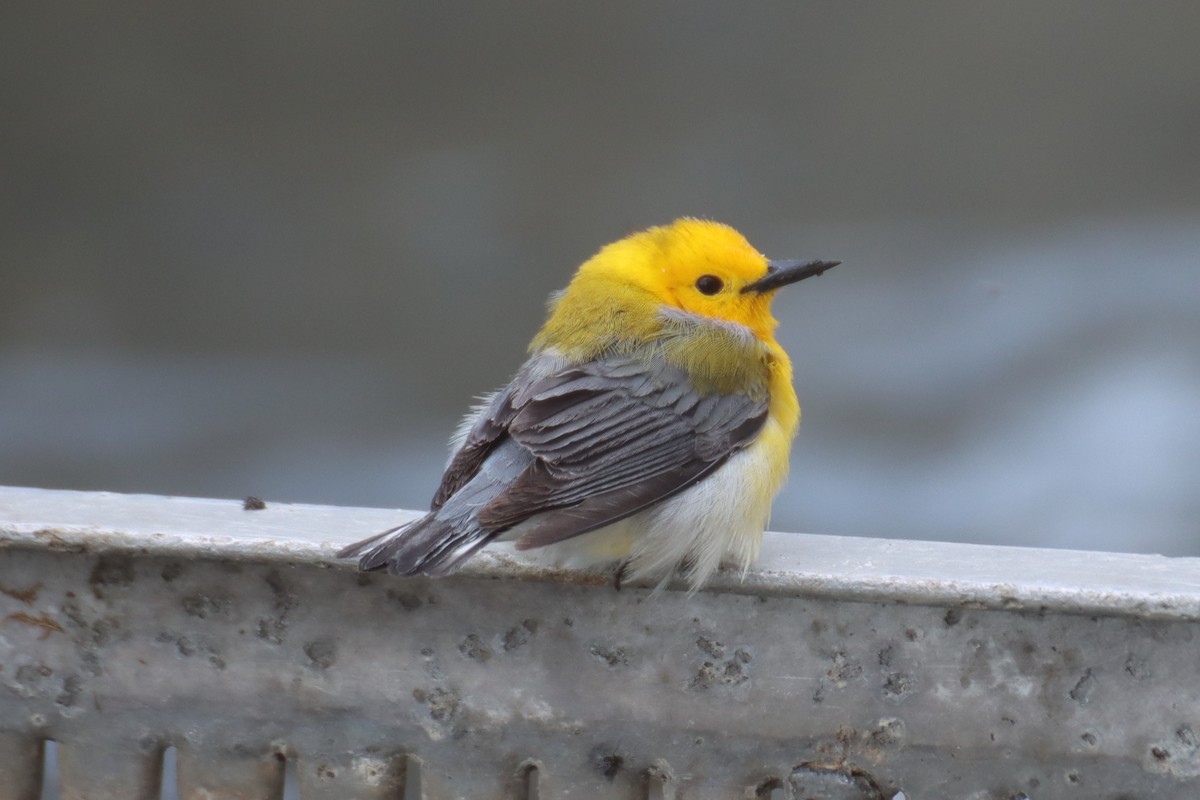 Prothonotary Warbler - ML619063680